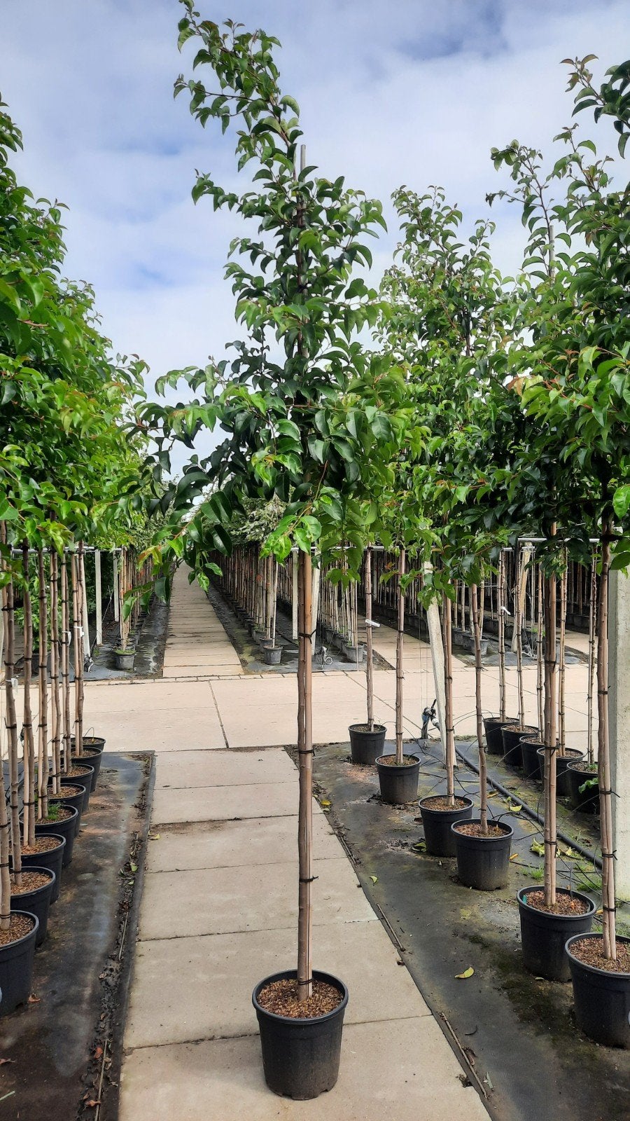 Portugese laurier ‘Tico’ 🌿 Hoogstam, Tuin en Terras, Planten | Bomen, Ophalen, Halfschaduw, 100 tot 250 cm