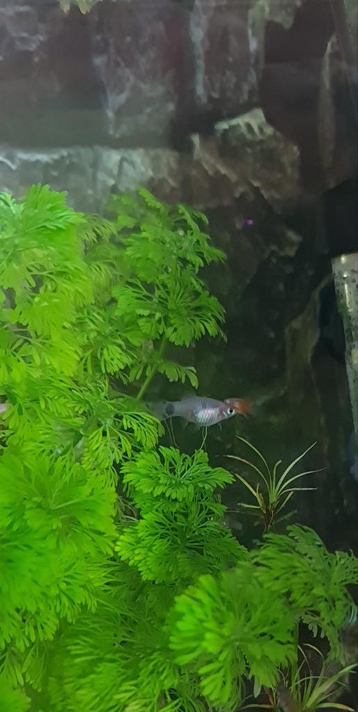 Platy's