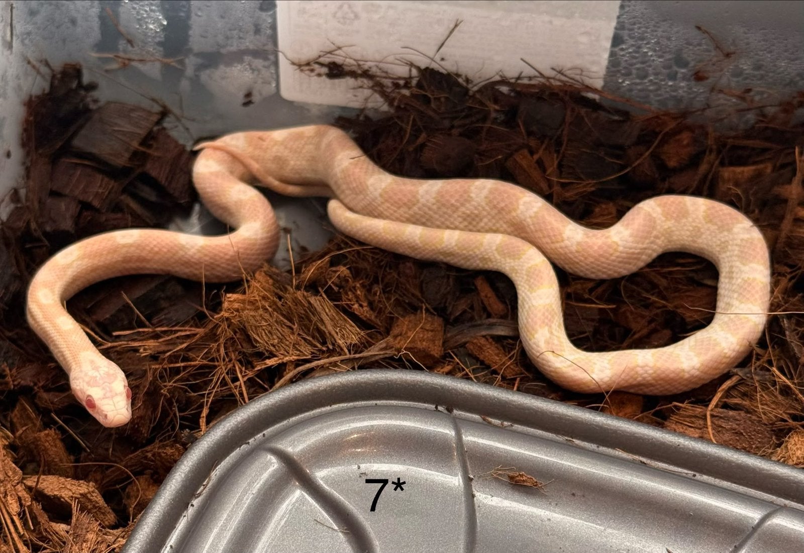 8x Rattenslangen Snow (Pantherophis guttatus) Corn Snake photo 7