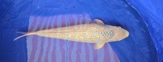 asagi, Karper of Koi