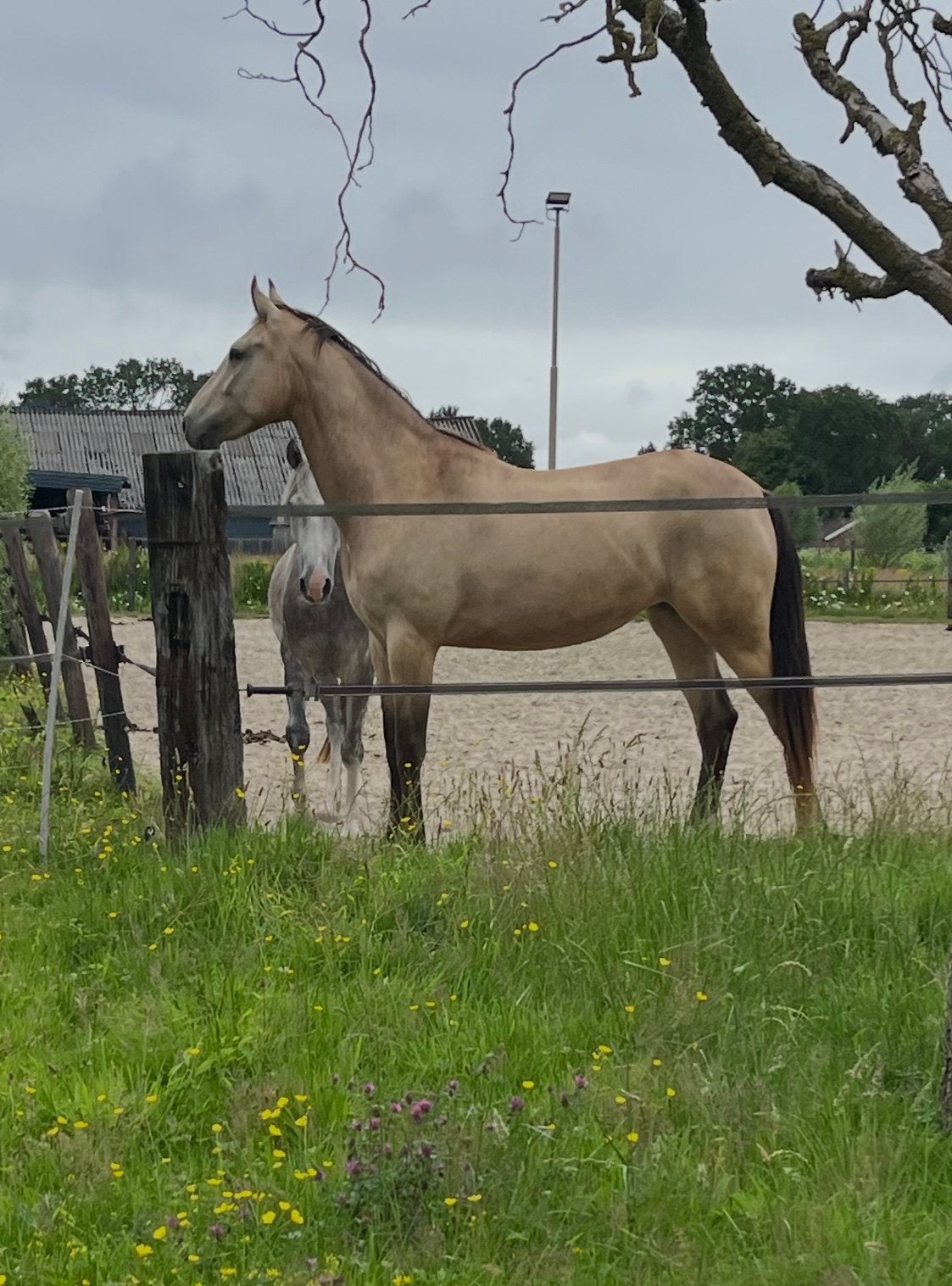 Prachtige 4-jarige merrie Few Spot Valk, Dressuurpaard, 3 tot 6 jaar, 160 tot 165 cm, Onbeleerd