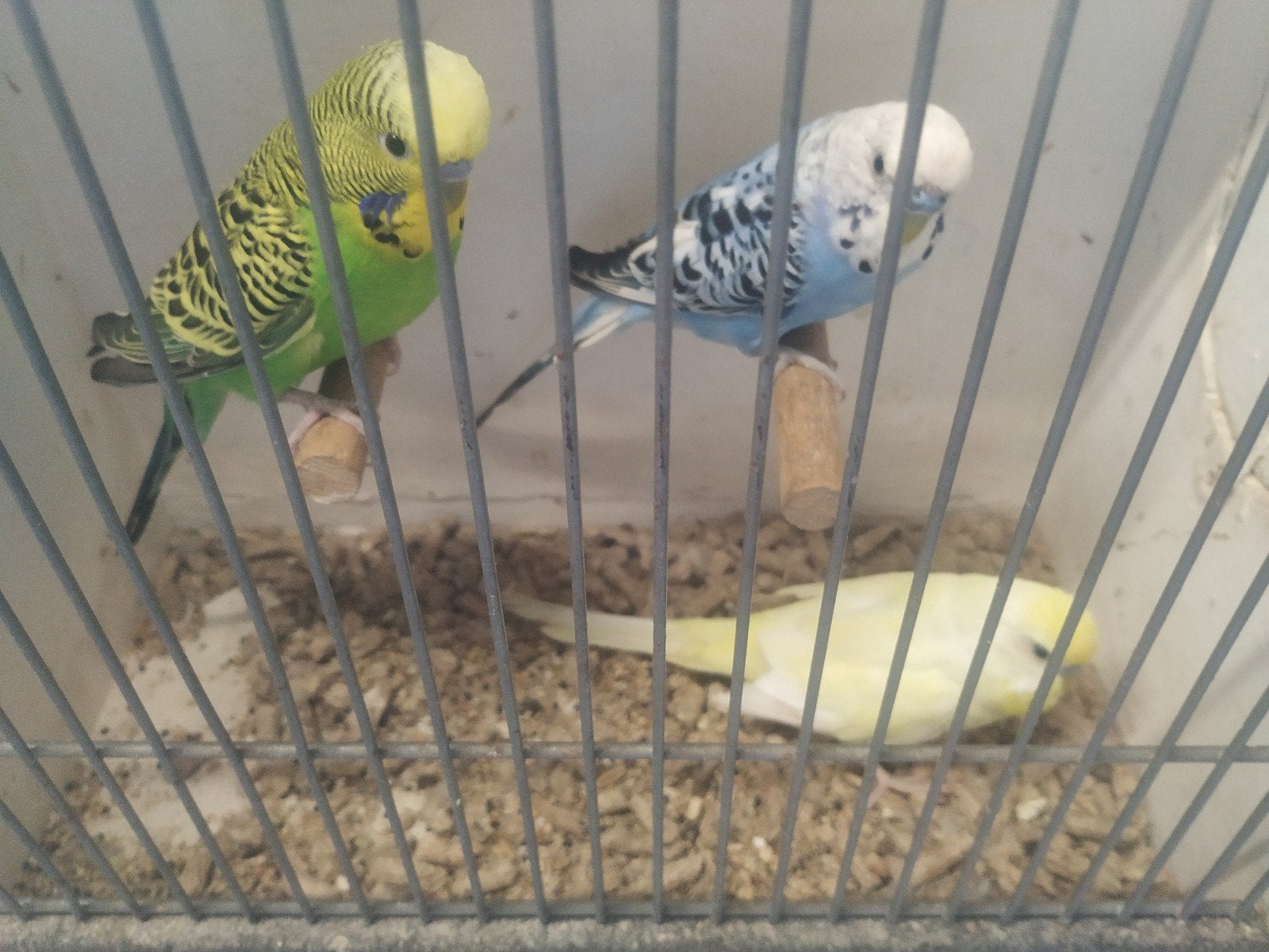 Grasparkieten, Meerdere dieren, Parkiet