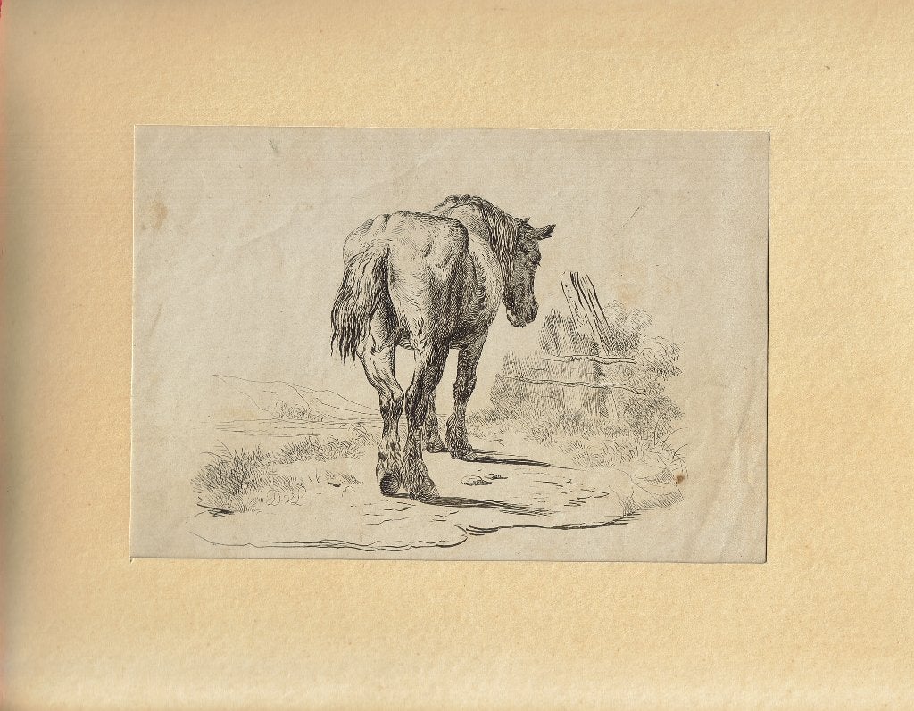 Dirk van Lokhorst ets en gravure "Kont van het Paard", Ophalen, 1800 - 1899, Ets, Flora en Fauna