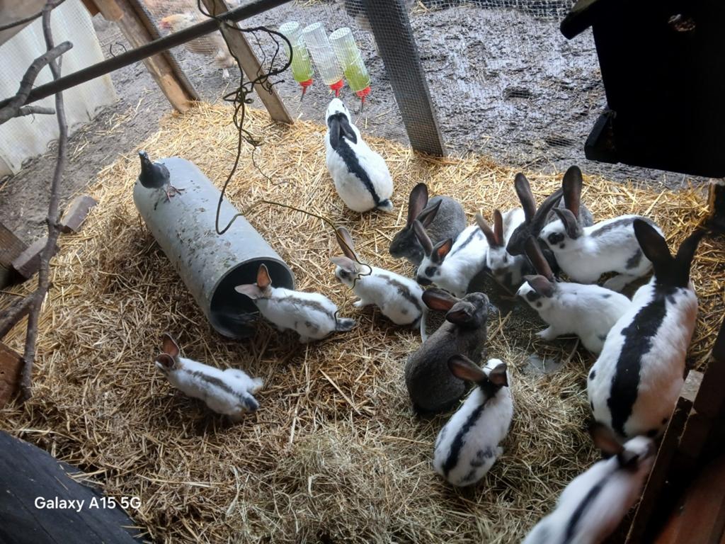 Jonge vlaamse reuzen x lotharinger, Dieren en Toebehoren, Konijnen, Meerdere dieren, Groot