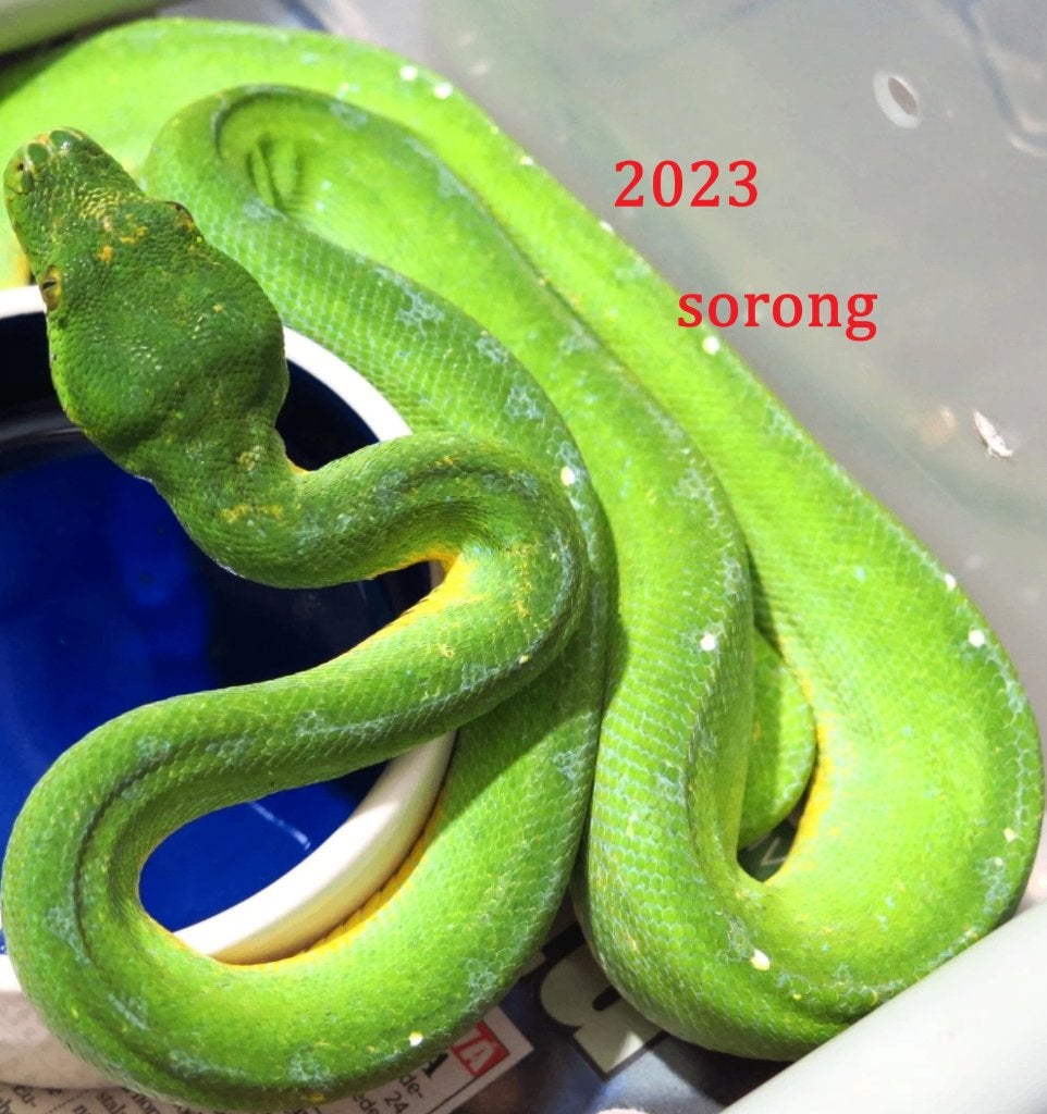 morelia viridis  pour houten Green Tree Python - unknown for sale from reptile900