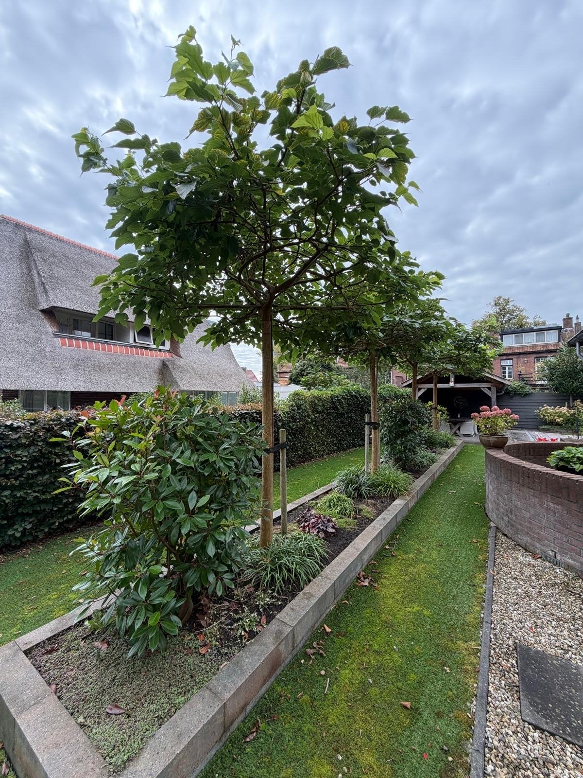 4 Prachtige Leibomen / dakplatanen voor een Groene Tuin, Tuin en Terras, Leiboom, Lente, 250 tot 400 cm, Ophalen