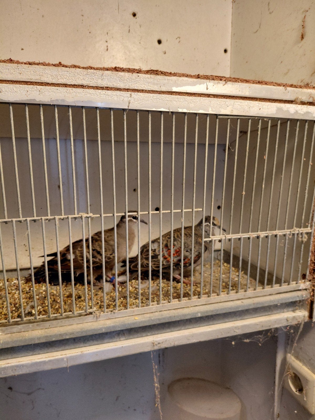 bronsvleugelduiven, Dieren en Toebehoren, Meerdere dieren