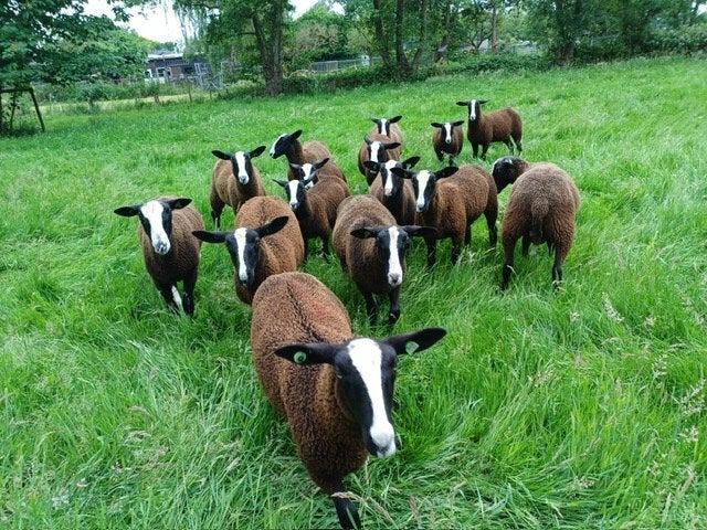 Jonge Zwartbles ooien en rammen te koop. Zwoegervrij, Meerdere dieren, Schaap, 0 tot 2 jaar