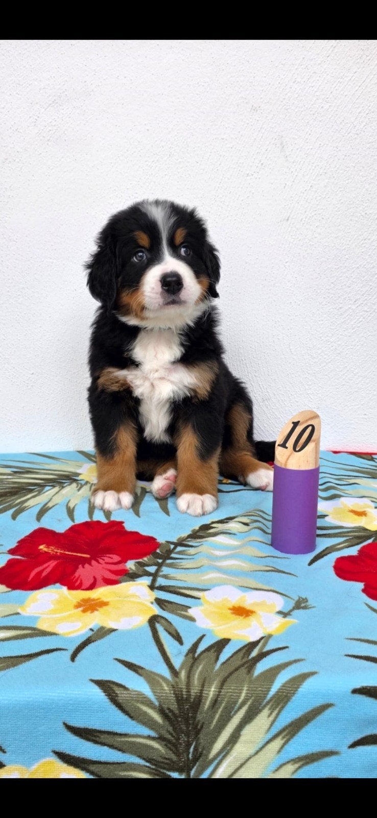 Berner Sennen Puppy's, 8 tot 15 weken, Meerdere, Meerdere dieren, Nederland