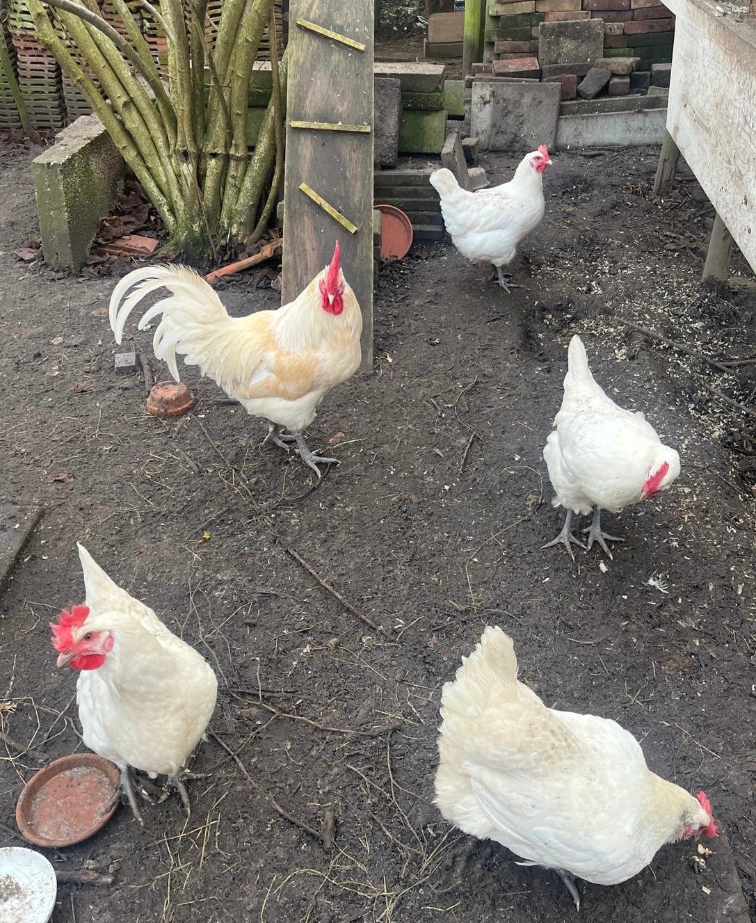Broedeieren Poule de Bresse, Geslacht onbekend, Kip