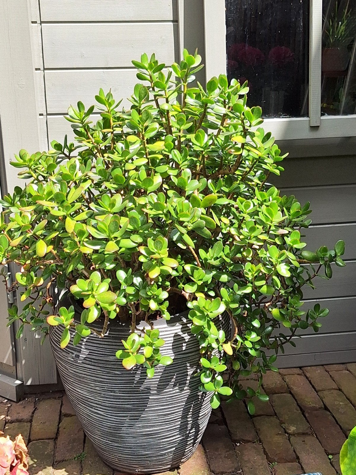 Grote Crassula (geldplant), Ophalen of Verzenden, Overige soorten