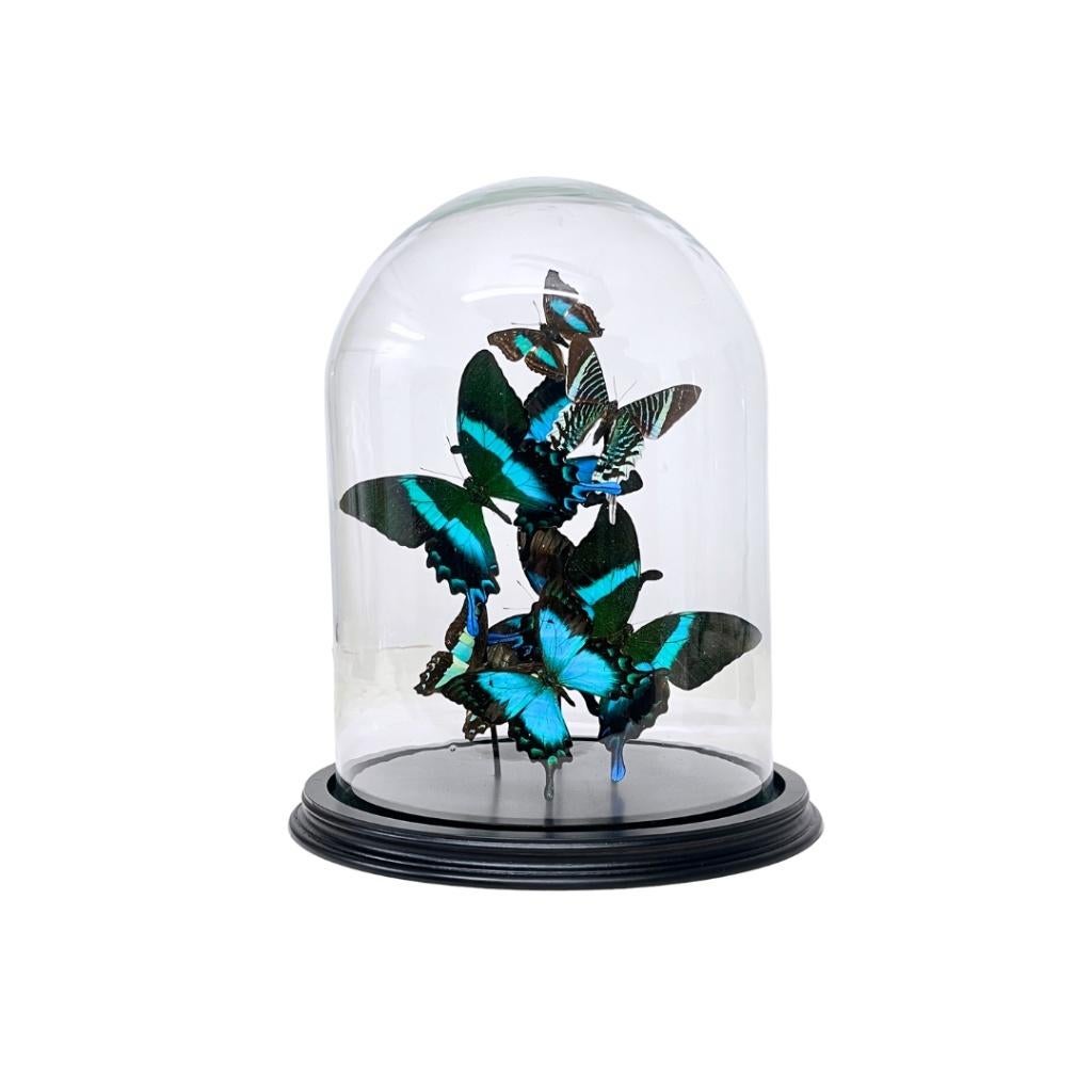 Grote collectie vlinders in lijst en stolp te koop!, Ophalen of Verzenden, Nieuw, Insect, Opgezet dier