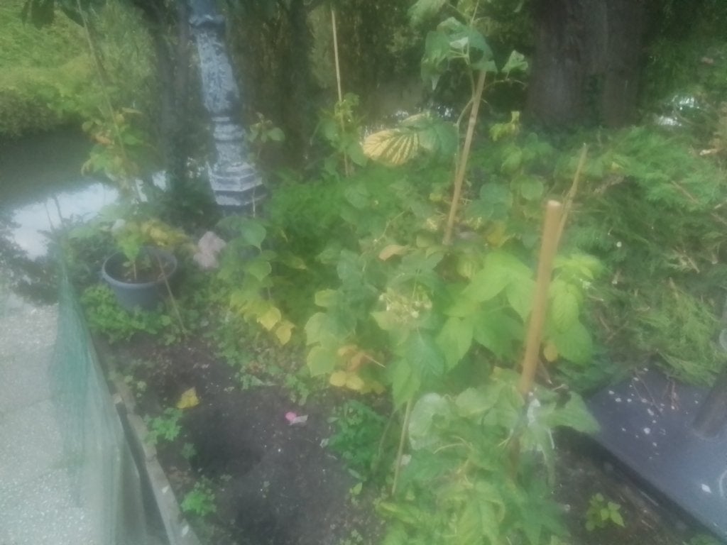 Frambozen planten, Tuin en Terras, Ophalen, Minder dan 100 cm, Overige soorten, Halfschaduw