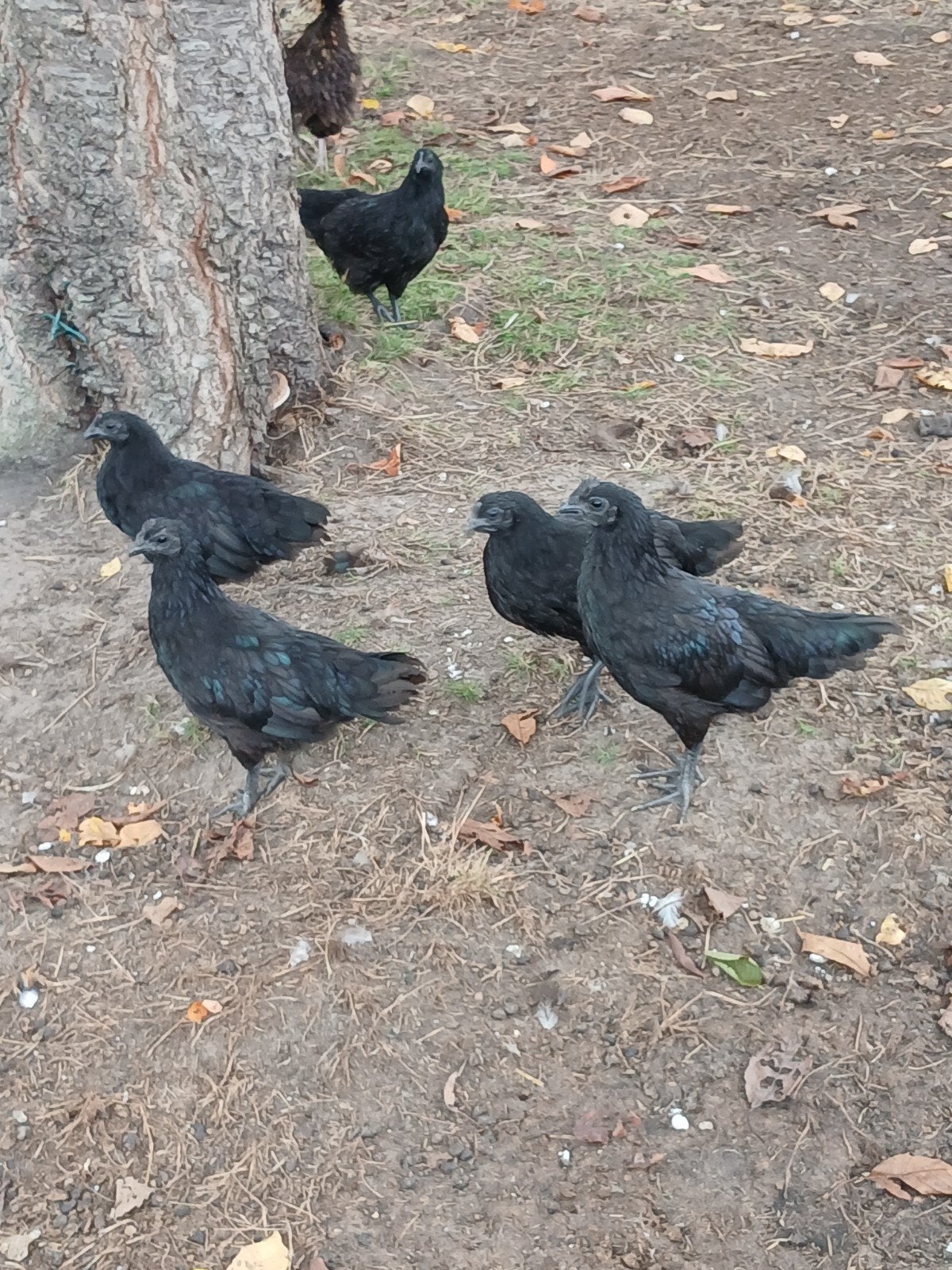 jonge ras zuivere ajam cemani haantjes, Dieren en Toebehoren, Mannelijk, Kip
