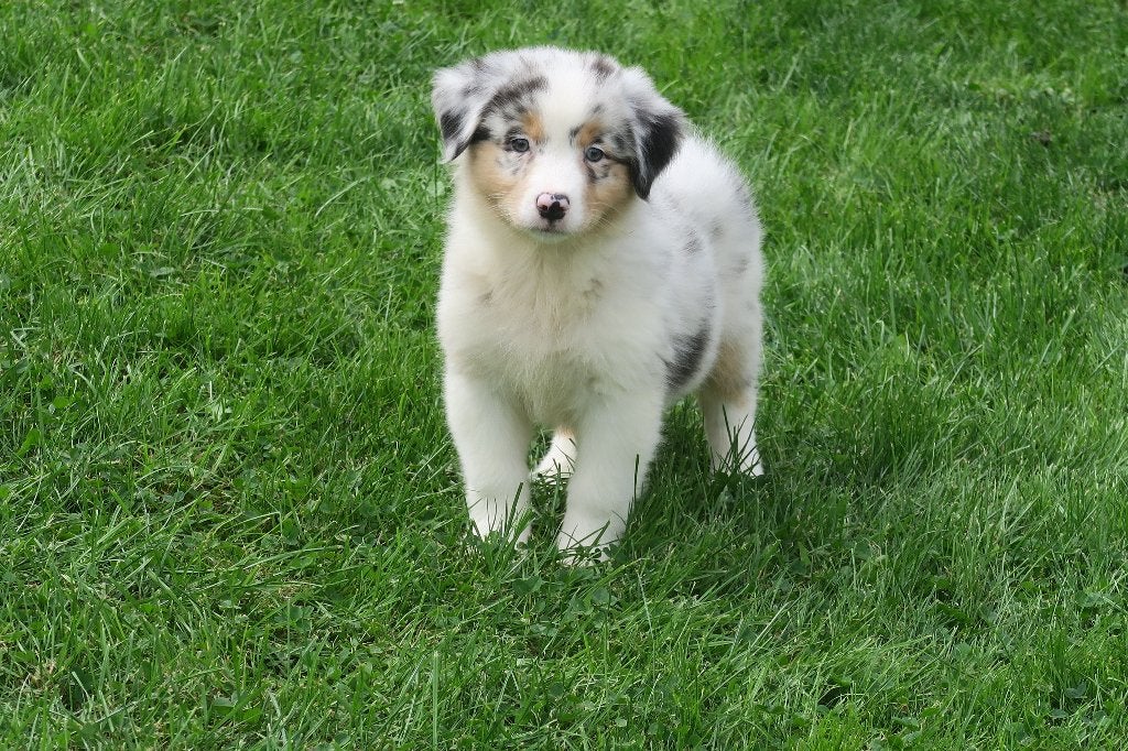 Foto 8 van Leuke Australian Shepherd pups