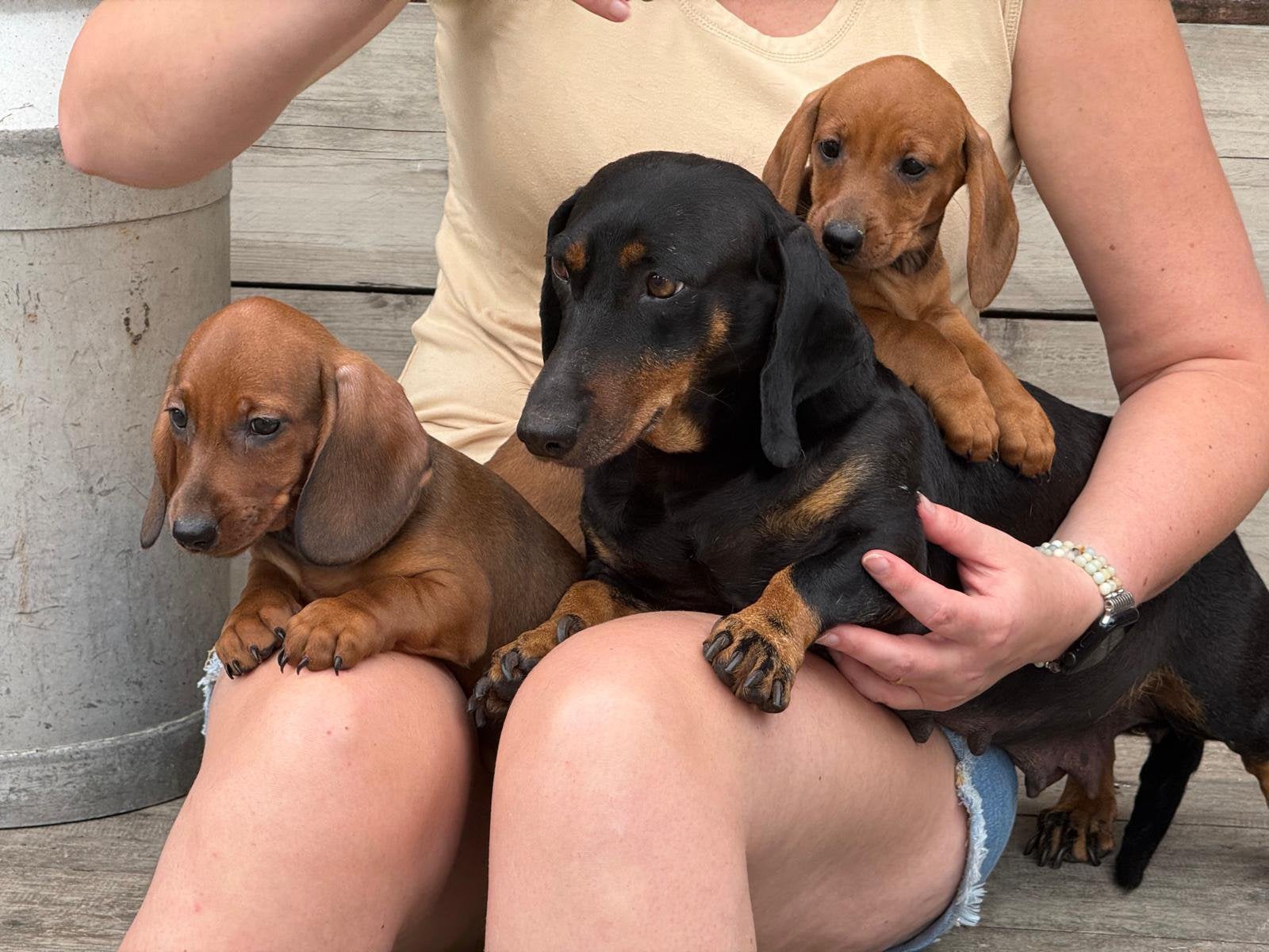 Lief & superknap, standaard kortharige teckel puppy’s!, Parvo, Standaard, 8 tot 15 weken, Korthaar