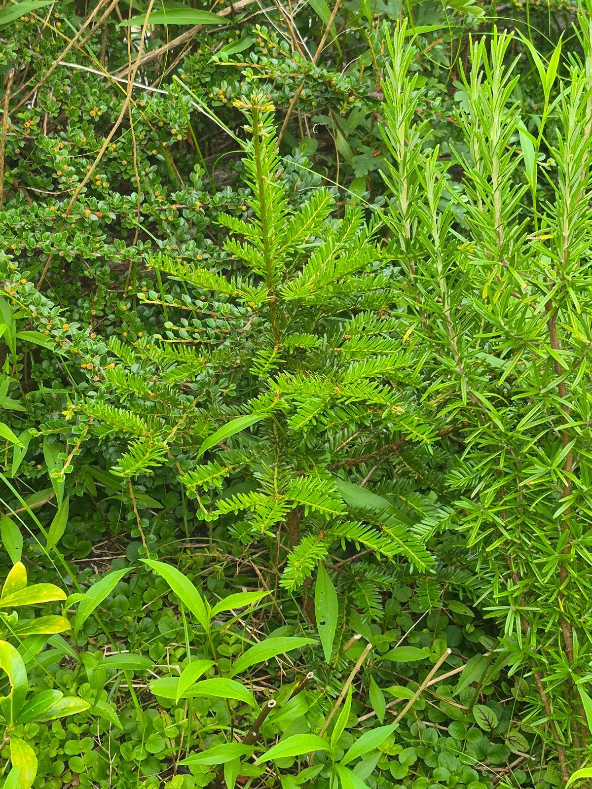 Jonge Taxus - 30 cm hoog, Tuin en Terras, Vaste plant, Bloeit niet, Halfschaduw, Ophalen