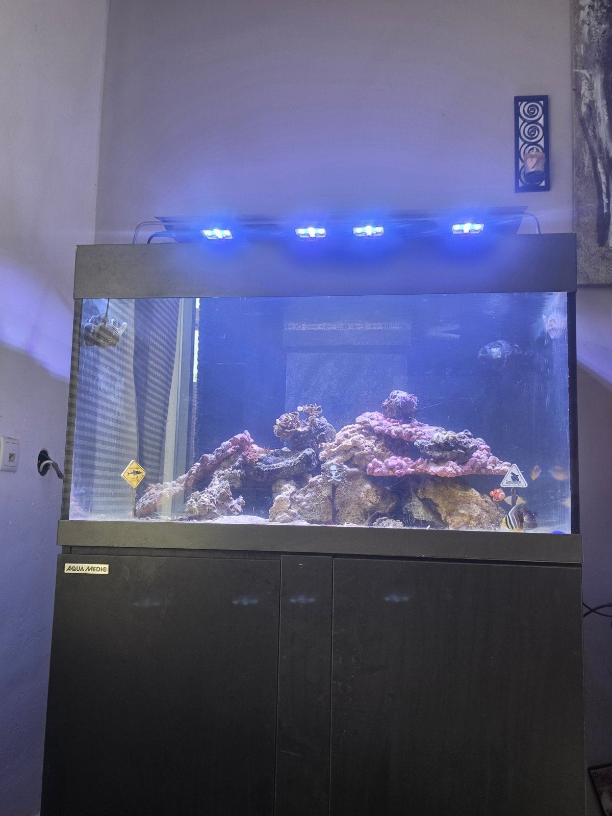 Gezocht koraal/vissen voor zeeaquarium van 100x65x60 +/- 400, Dieren en Toebehoren, Vis, Zoutwatervis