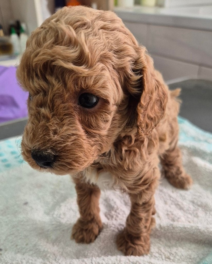 Mooie abrico dwergpoedel pups, Poedel, Parvo, 8 tot 15 weken, Meerdere