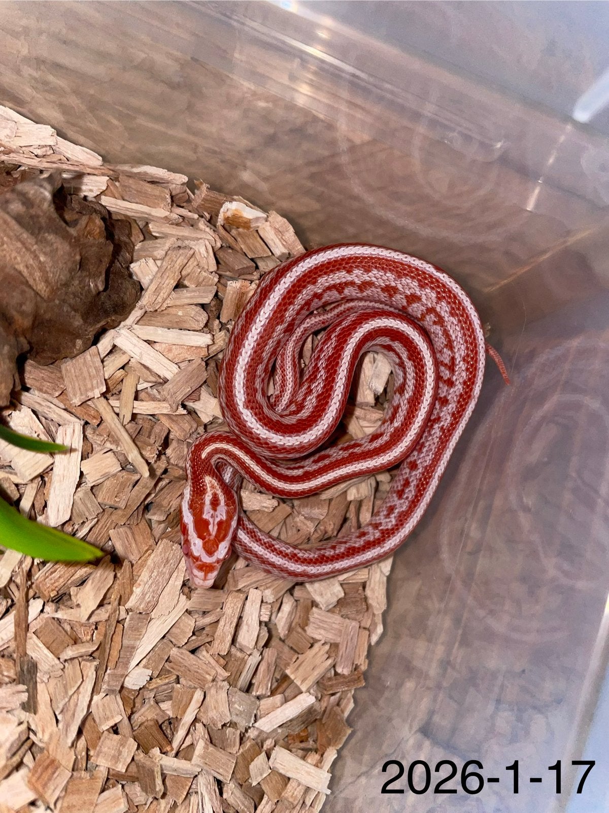Jonge Rattenslangen div morphs Rat Snake photo 17