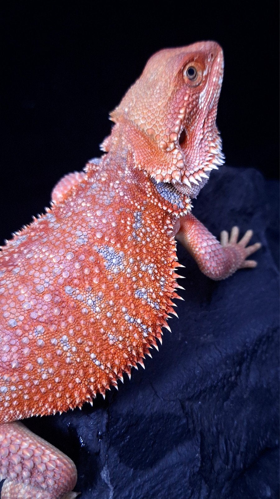 Baardagaam Mannen Red Hypo Blue Bar Bearded Dragon photo 16