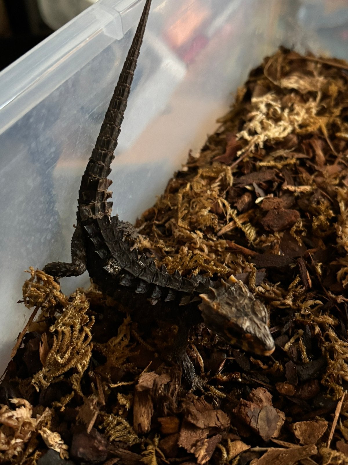 0-1 roodoogkrokodilskink, Dieren en Toebehoren, Reptielen en Amfibieën, Hagedis, 0 tot 2 jaar