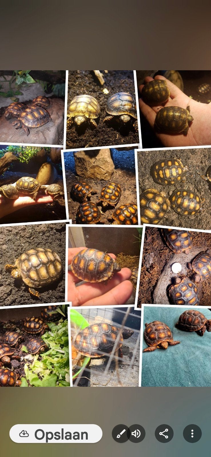 Kolenbrander landschildpad Tortoise - unknown for sale from Sel Oz