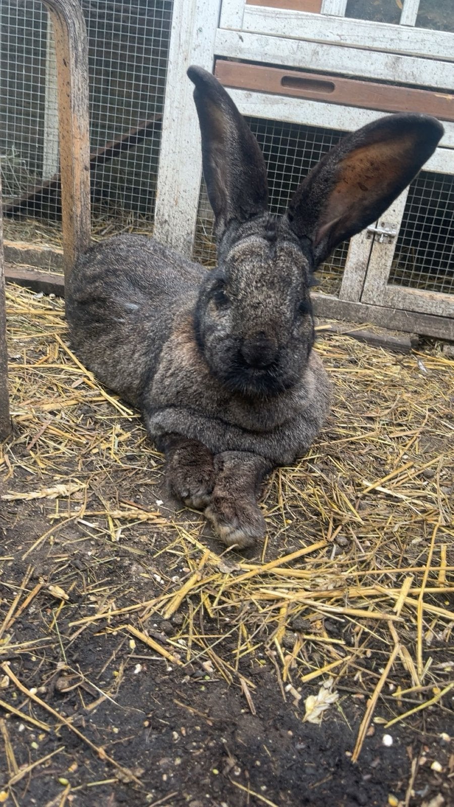 GEZOCHT! Vlaamse/duitse reus konijn, Dieren en Toebehoren, Konijnen, Mannelijk, Groot