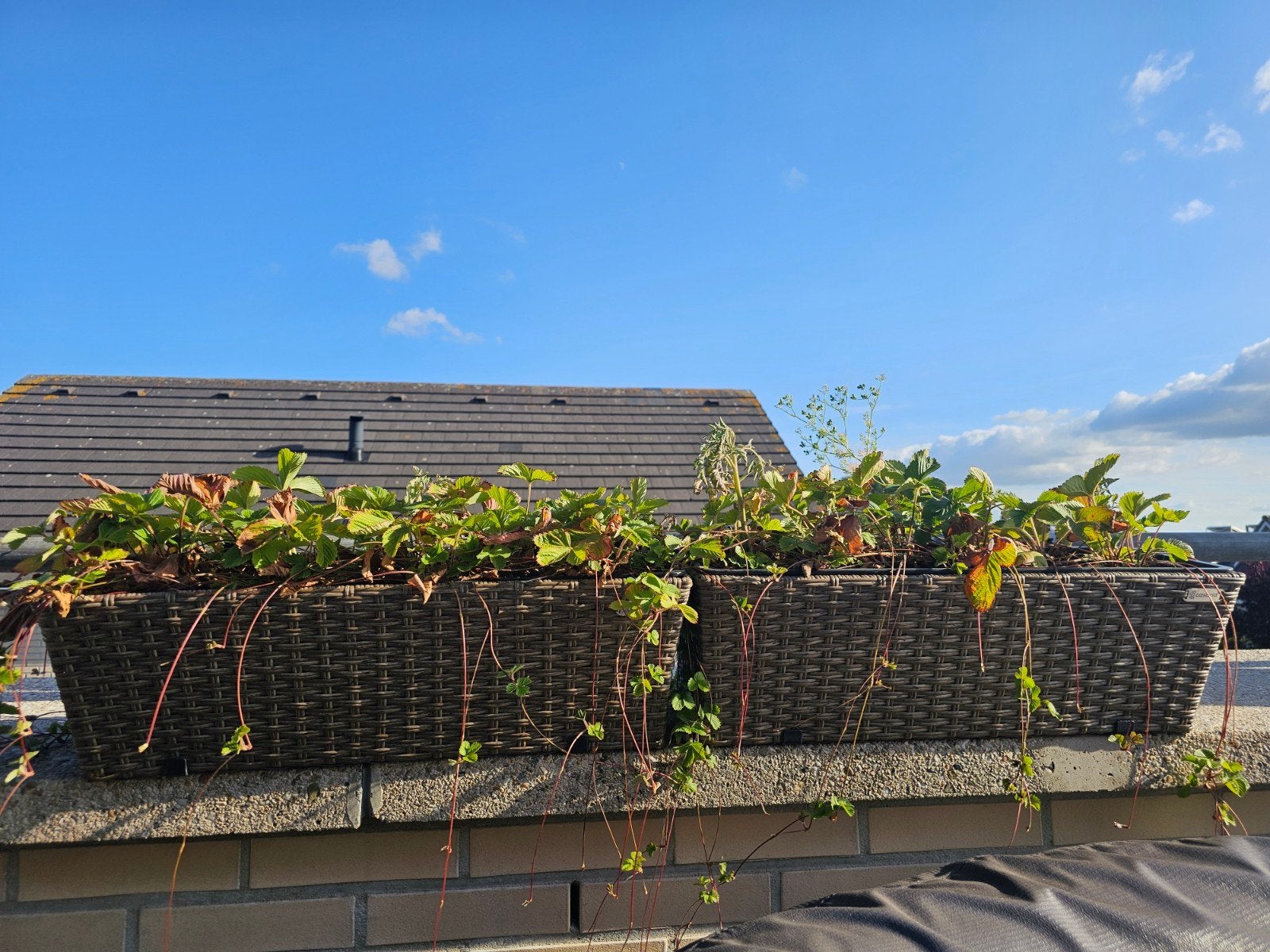 Hangbak, Tuin en Terras, Ophalen, Kunststof