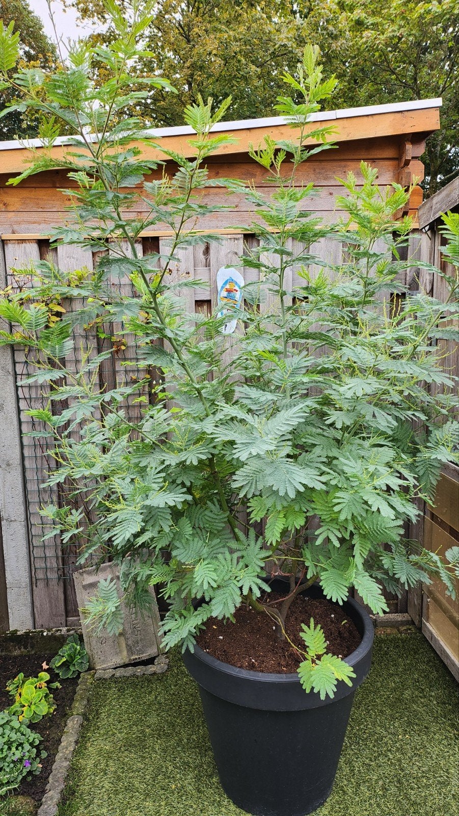 Grote Mimosa plant in pot - Prachtige blikvanger, Tuin en Terras, Volle zon, Vaste plant, Zomer, Ophalen