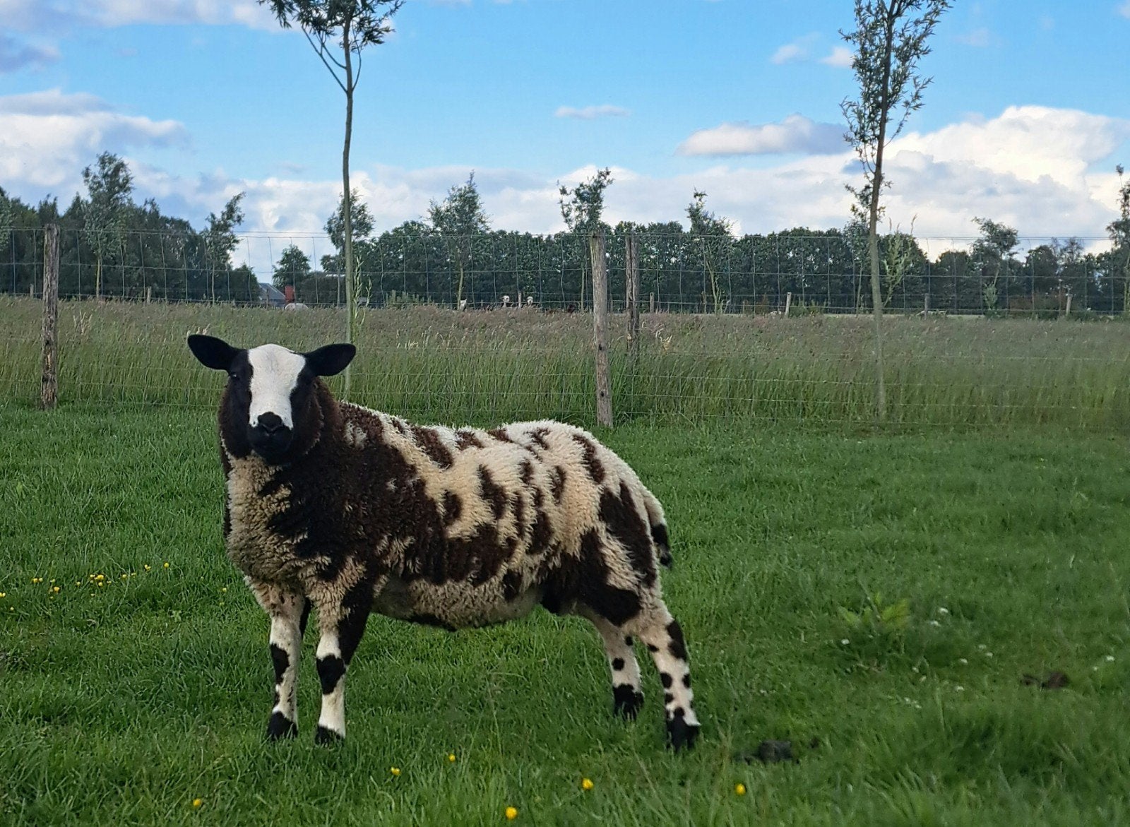 Bonte ram voor de dekkerij, Dieren en Toebehoren, Mannelijk, Schaap