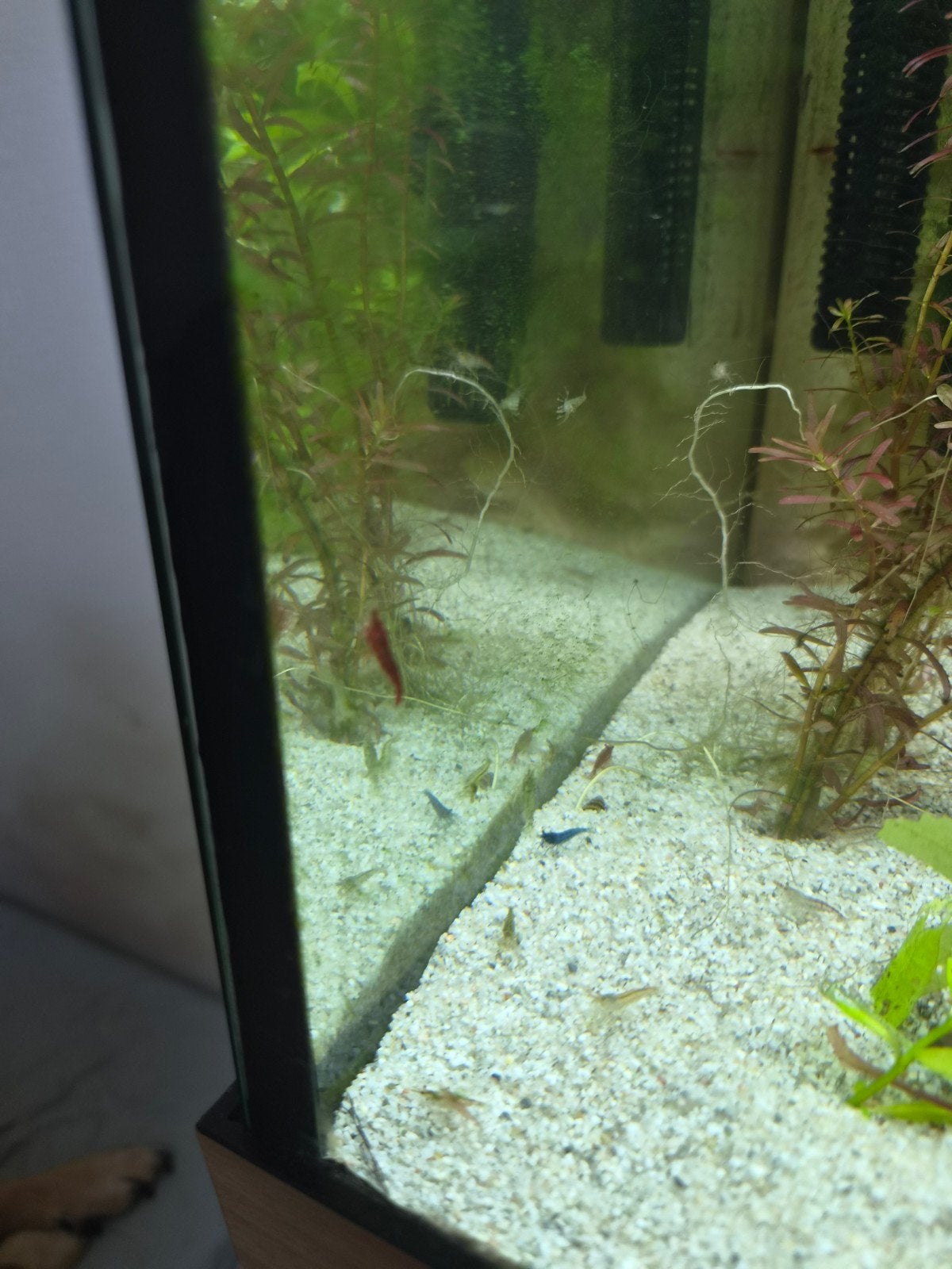 Garnalen, rood, blauw en geel, Dieren en Toebehoren, Vissen | Aquariumvissen, Kreeft, Krab of Garnaal