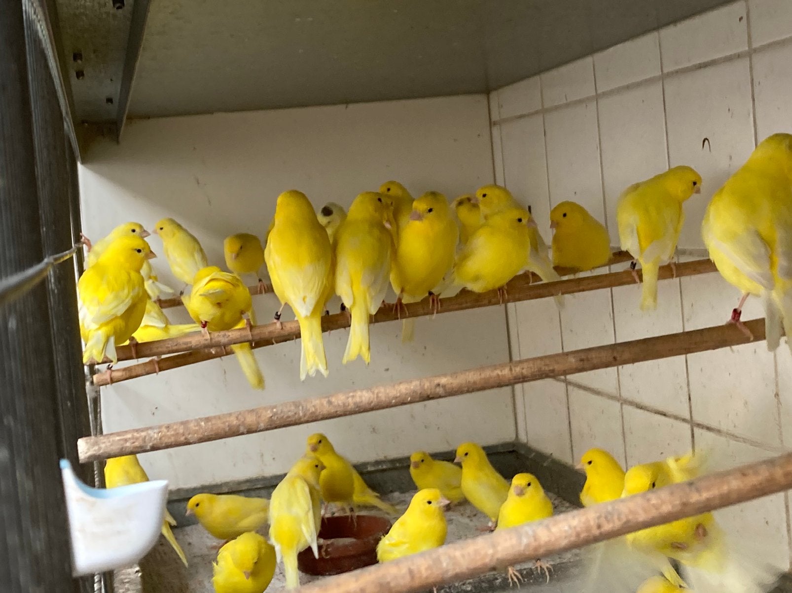 Vogelmarkt Hardenberg, Meerdere dieren, Kleurkanarie