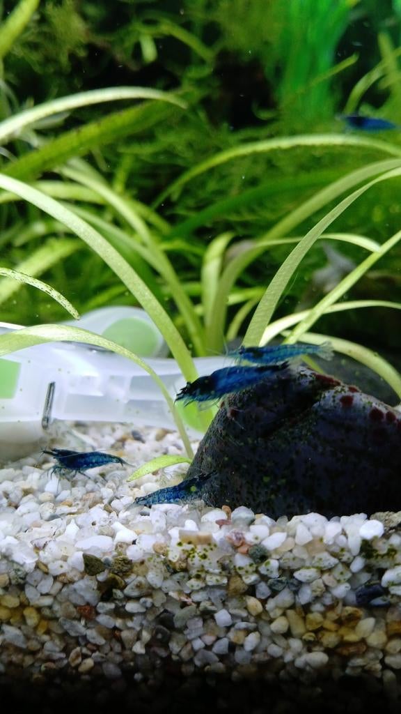 Blauwe garnalen, Kreeft, Krab of Garnaal