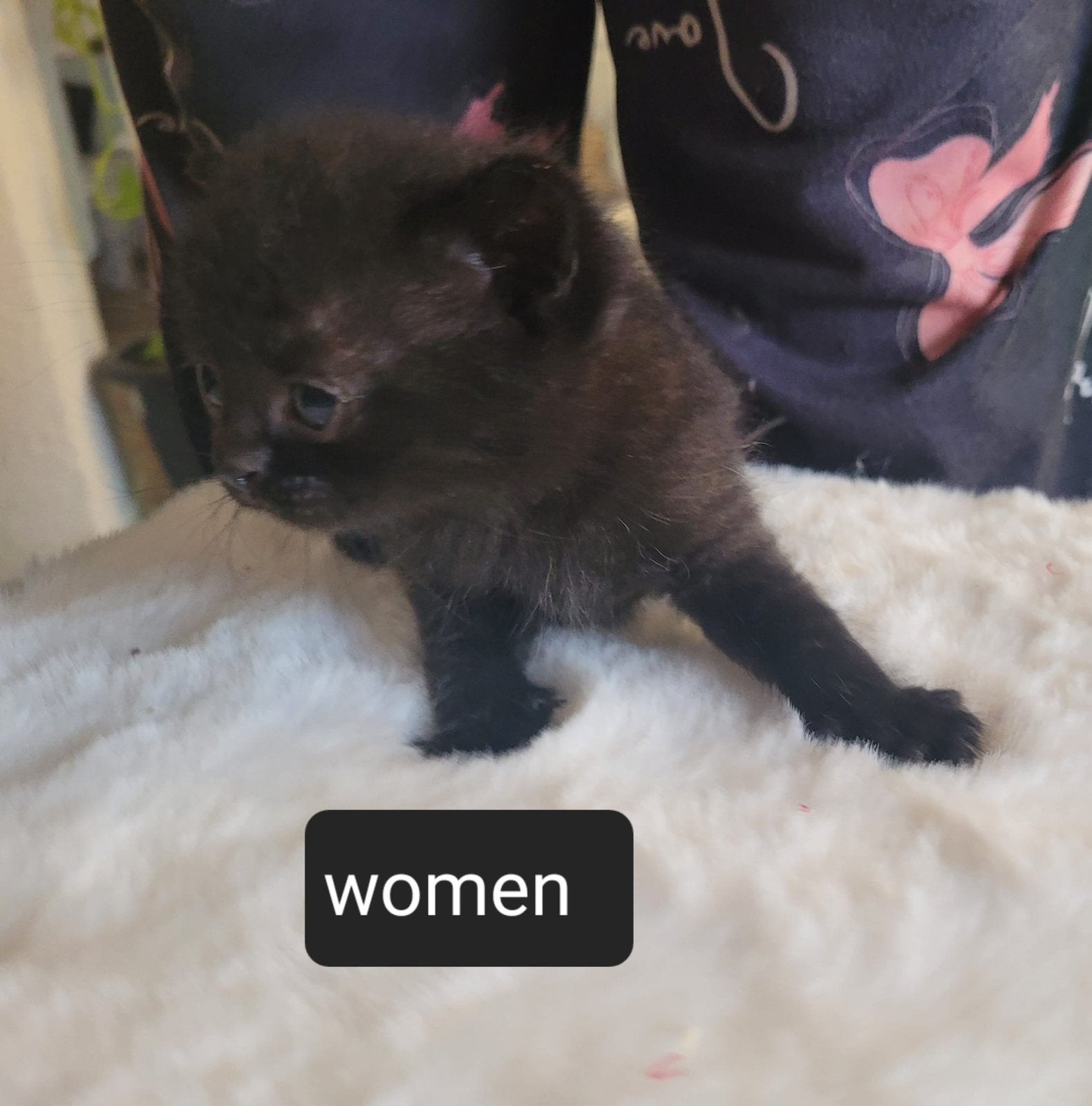 Kittens, Dieren en Toebehoren, Meerdere dieren, Ontwormd, 0 tot 2 jaar