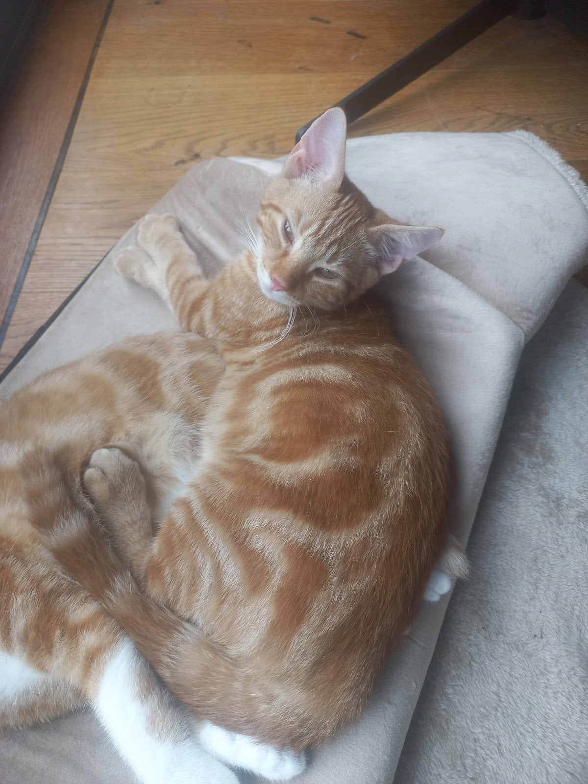 Lieve rode kater Bram zoekt een rustig gouden mandje ️, Dieren en Toebehoren, Kater