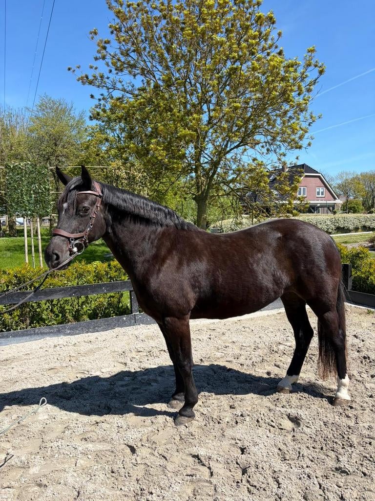 Lieve 12 jarige D pony 1.47 m, Merrie, 0 tot 2 jaar