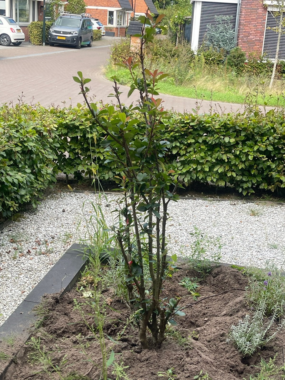 Glansmispel, Tuin en Terras, Ophalen, Overige soorten, Struik, 100 tot 250 cm