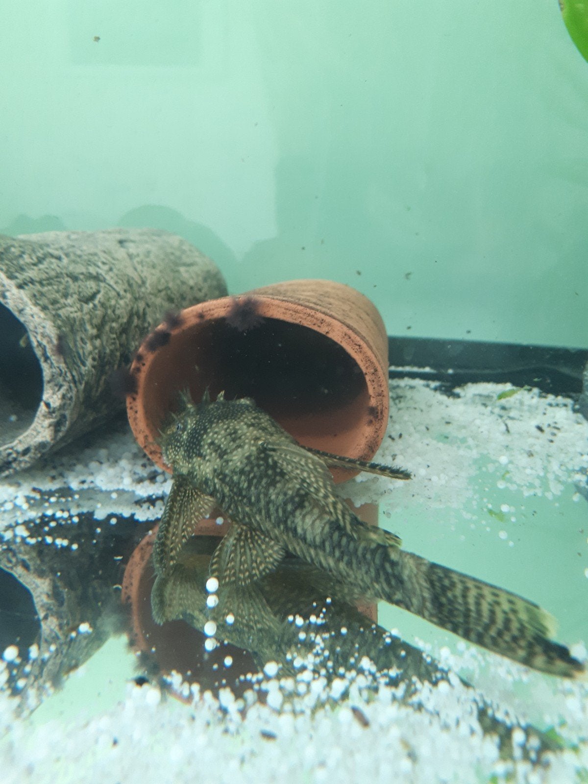 2x ancistrus man, Vis, Zoetwatervis