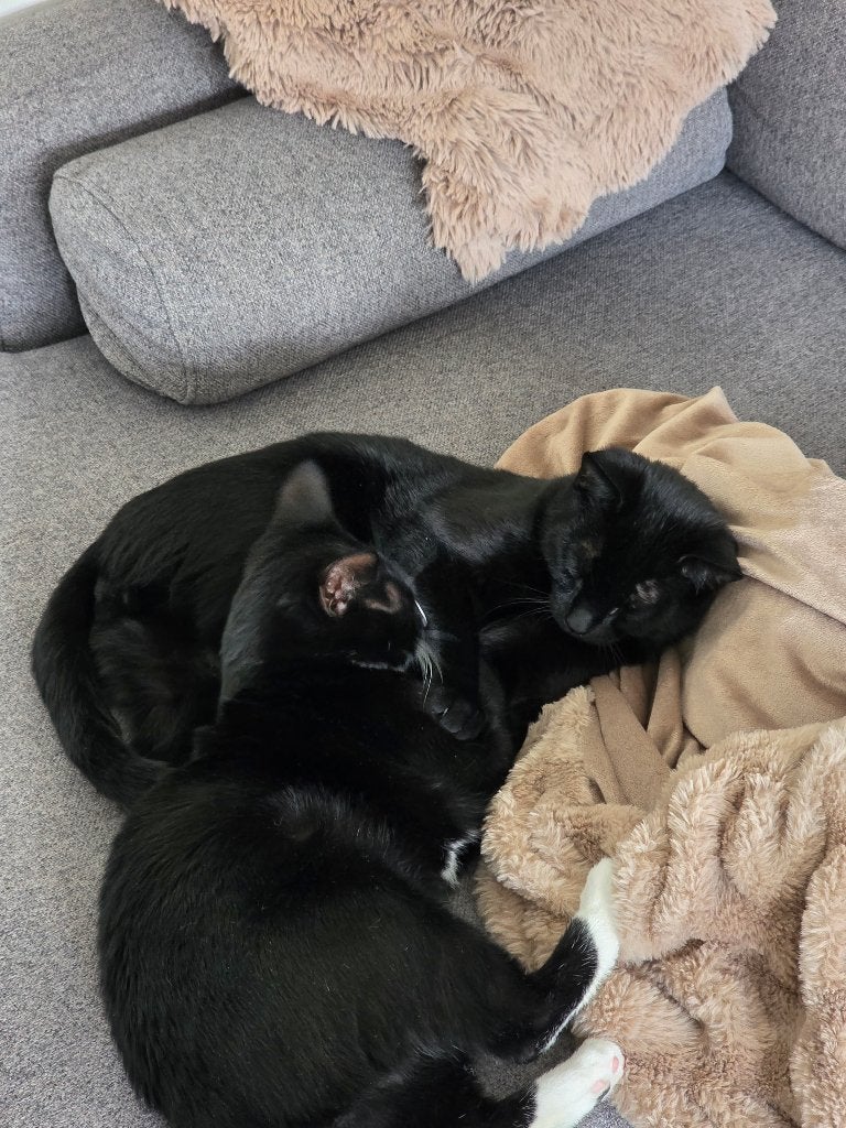 2 lieve katers, Kater, Kortharig, 0 tot 2 jaar
