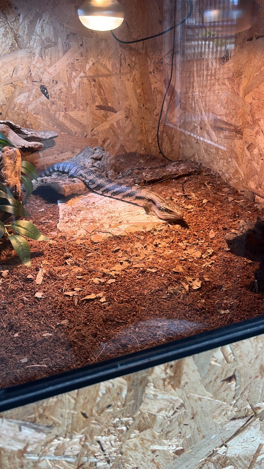 Blauwtong skink + compleet osb terrarium Blue Tongue Skink photo 2