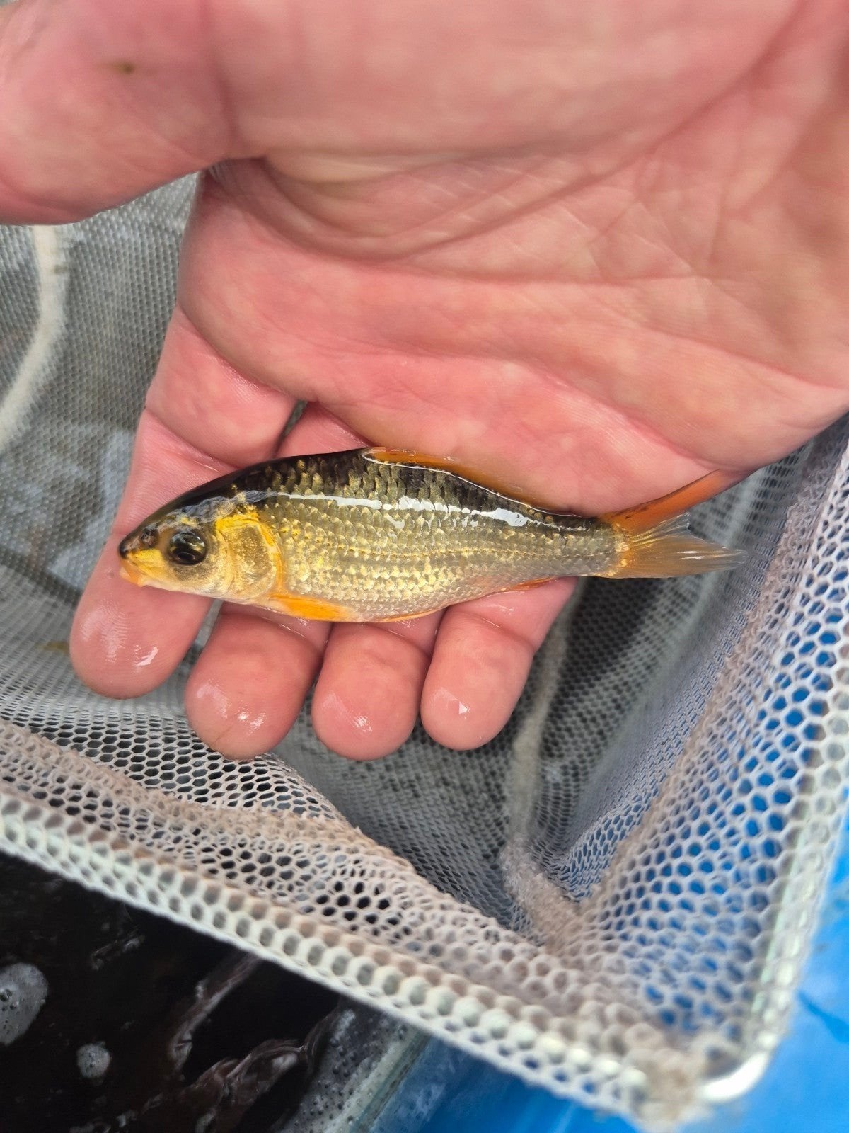 Baby koi's, Karper of Koi
