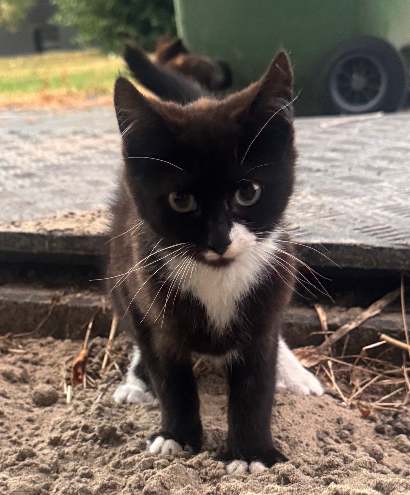 Boerderij kittens, Geslacht onbekend