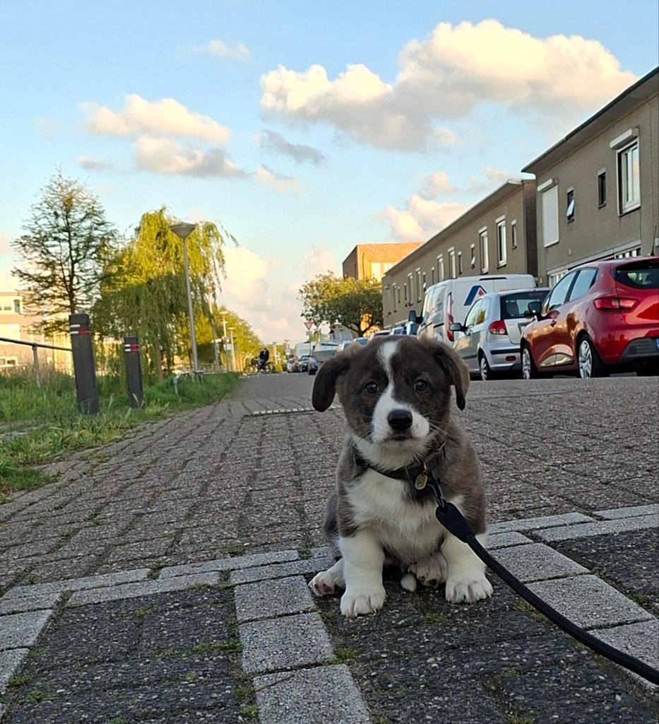 Nog 2 v/d 5 Welsh Cardigan Corgi pups Dame en Heer. 8 weken., Dieren en Toebehoren, Parvo, Overige rassen, 8 tot 15 weken, Meerdere