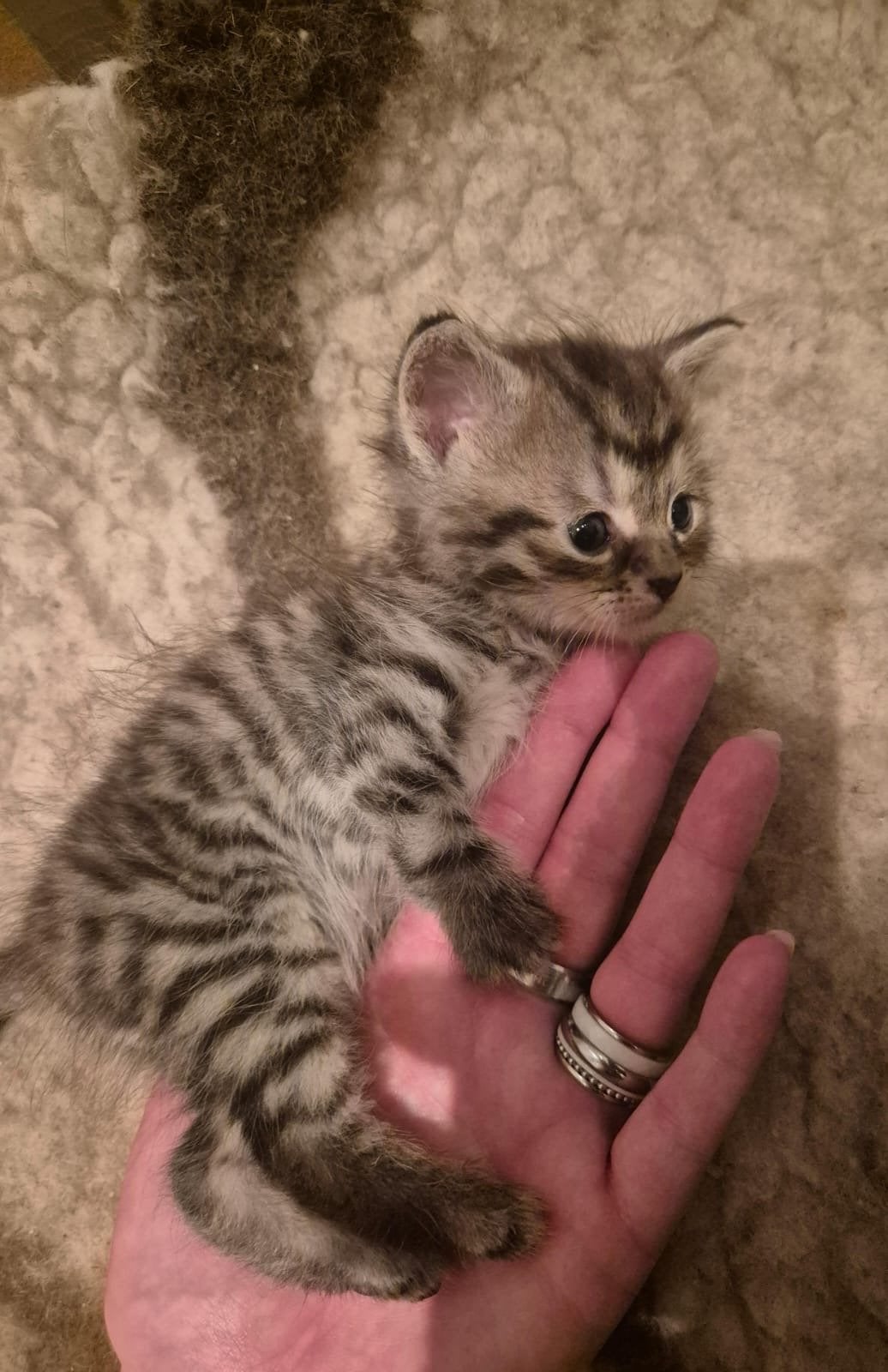 3 mooie kittens te koop., Meerdere dieren
