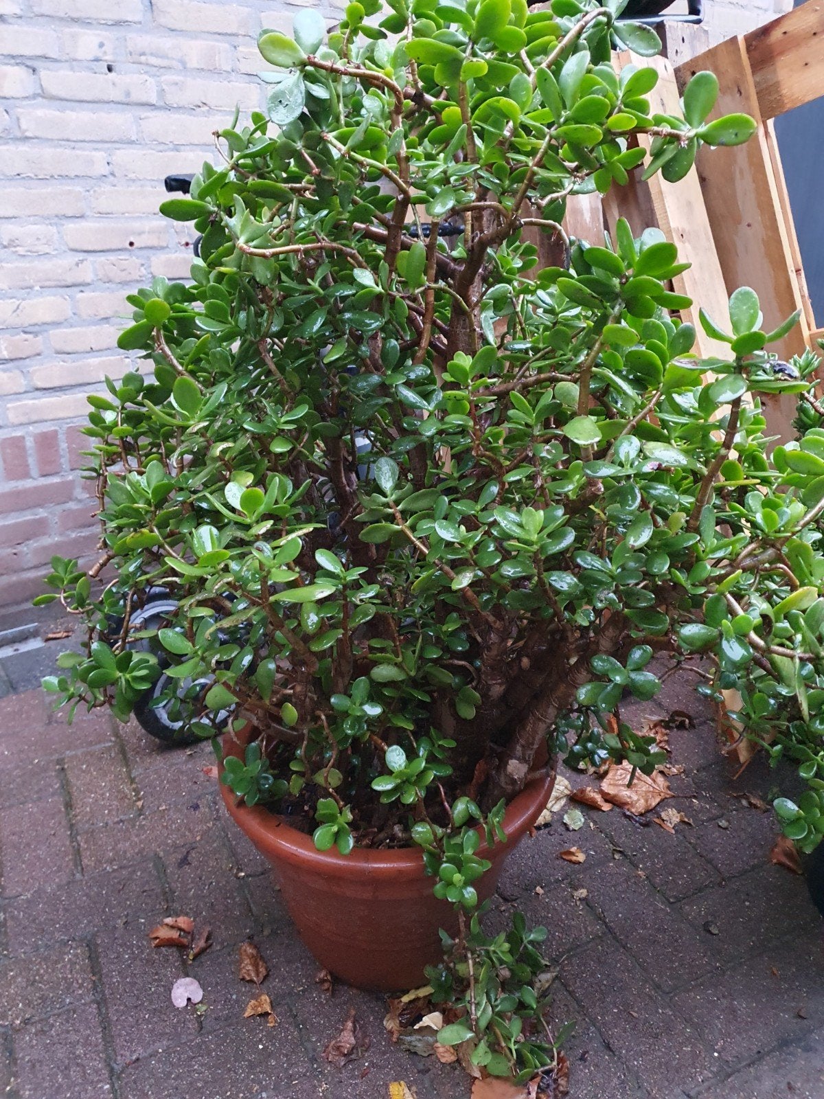 Grote Jadeplant (Crassula Ovata) in pot, Volle zon, Vaste plant, Bloeit niet, Ophalen