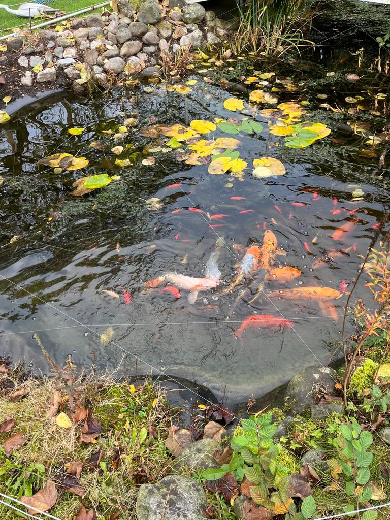 Koi karpers, Tuin en Terras, Vijvers, Ophalen, Zo goed als nieuw