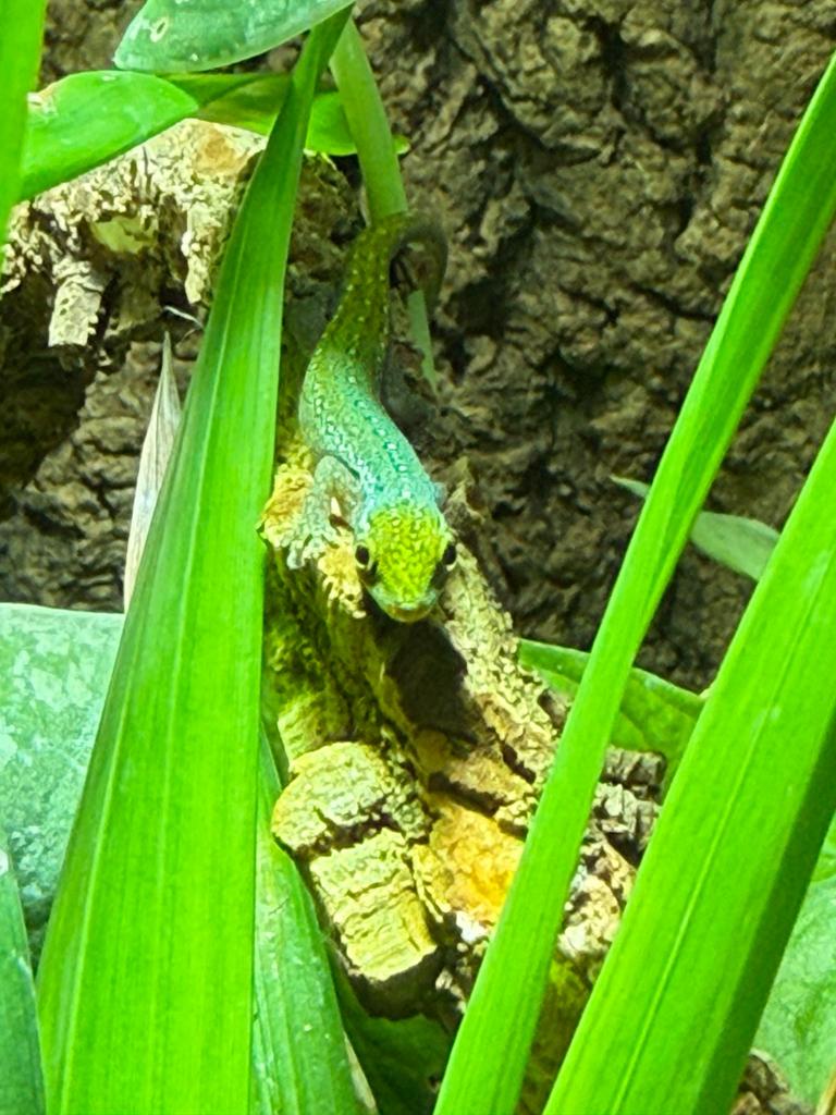 Lygodactylus conraui met terrarium, Ophalen, Nieuw