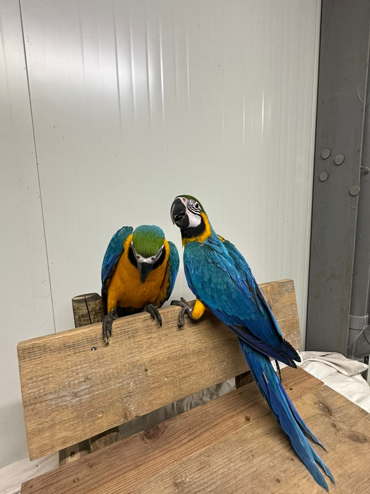 Super tamme blauw gele ara’s, Dieren en Toebehoren, Papegaai, Geringd