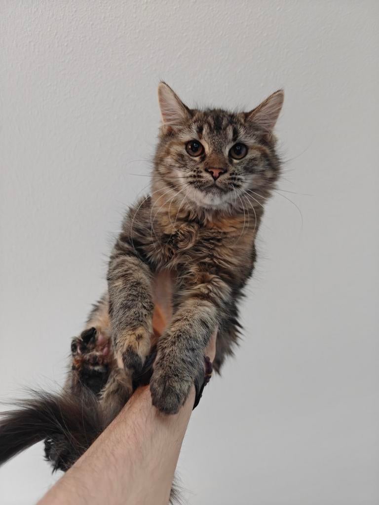 Maine Coon / Noorse Boskat mix kitten (poesje), Poes, Ingeënt, 0 tot 2 jaar